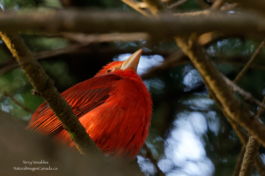 Birders atwitter as rare summer tanager makes flashy first-ever appearance  near Victoria, B.C.